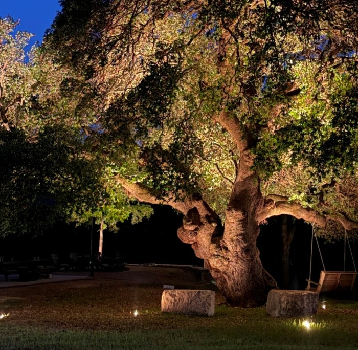 Large oak tree illuminated by outdoor lighting at night. Cozy backyard scene with stone benches and a swing, showcasing a warm and inviting "Home" atmosphere.