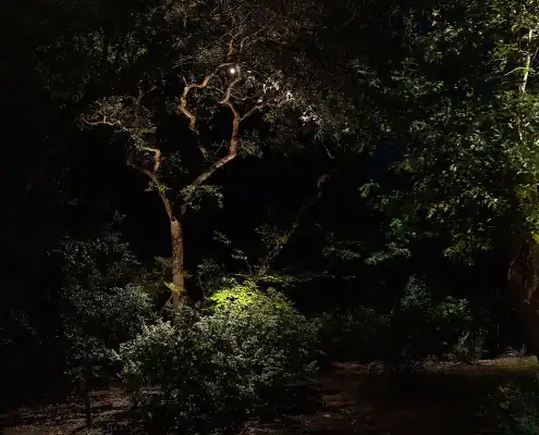 Dark nighttime scene of tree trunks and dense shrubs partially illuminated by a single bright light among the branches.