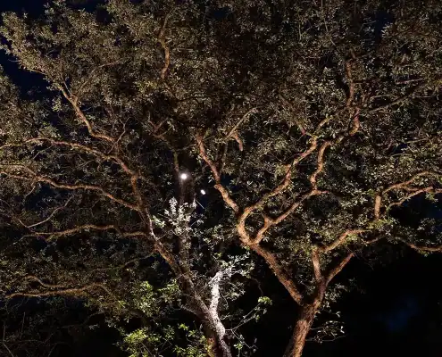 Large tree with twisting branches and sparse leaves lit from below, glowing against a dark night sky.