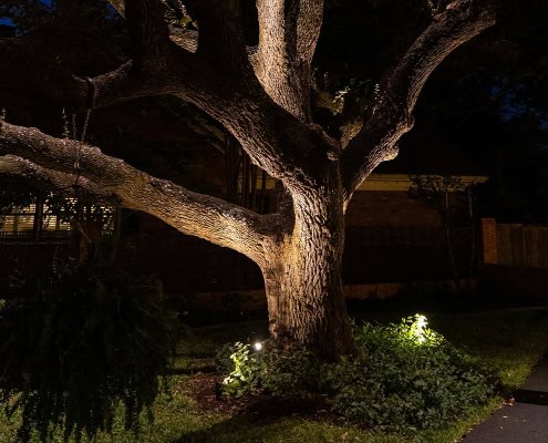 Night view of a mature tree illuminated by landscape lighting in the Ridgeview neighborhood, showcasing its bark texture and branch structure. Lights highlight the greenery at its base.