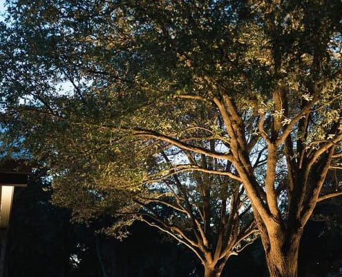 Trees illuminated at night, showcasing the beauty of outdoor lighting. The Falcon Project's landscape design highlights the natural elegance of the trees against a dark sky.