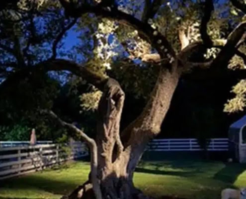 Nighttime view of a large, illuminated tree on The Farm Project. A white picket fence and small greenhouse are visible in the background, adding to the tranquil rural scene.