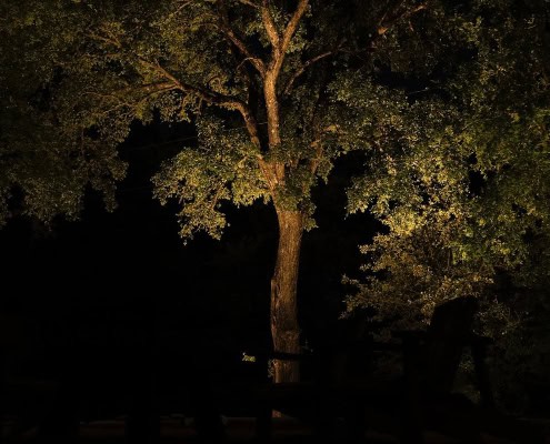 Night at Goldfawn Ranch: A tall tree is illuminated by a warm light, its leaves glowing against the dark night sky. The surrounding trees and landscape are silhouetted, creating a peaceful, rustic scene.